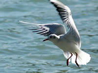 Gaviota